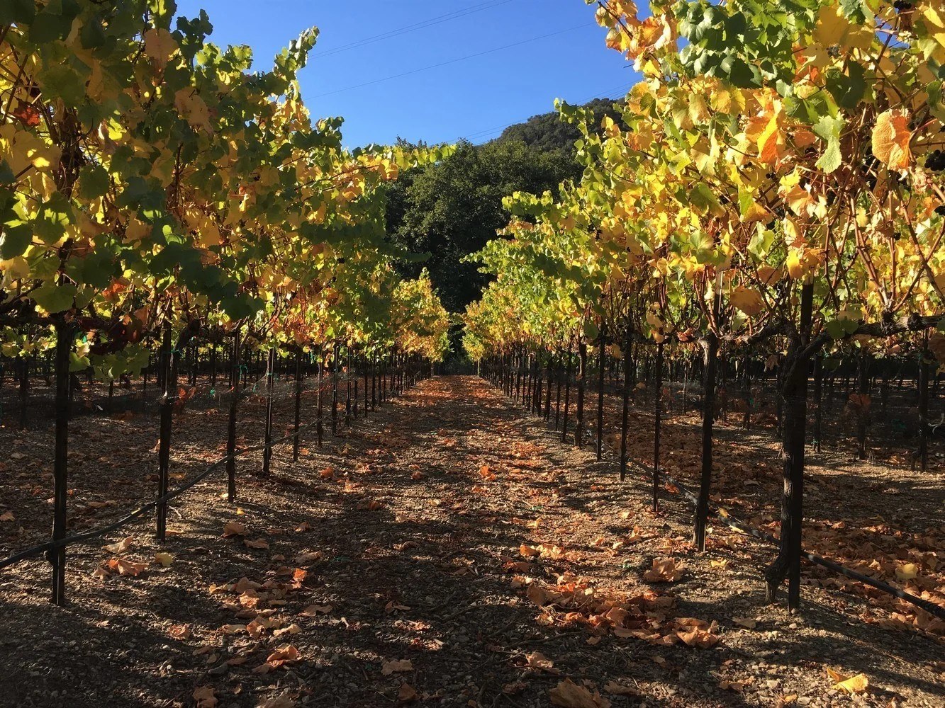 Kelsey See Canyon Vineyards