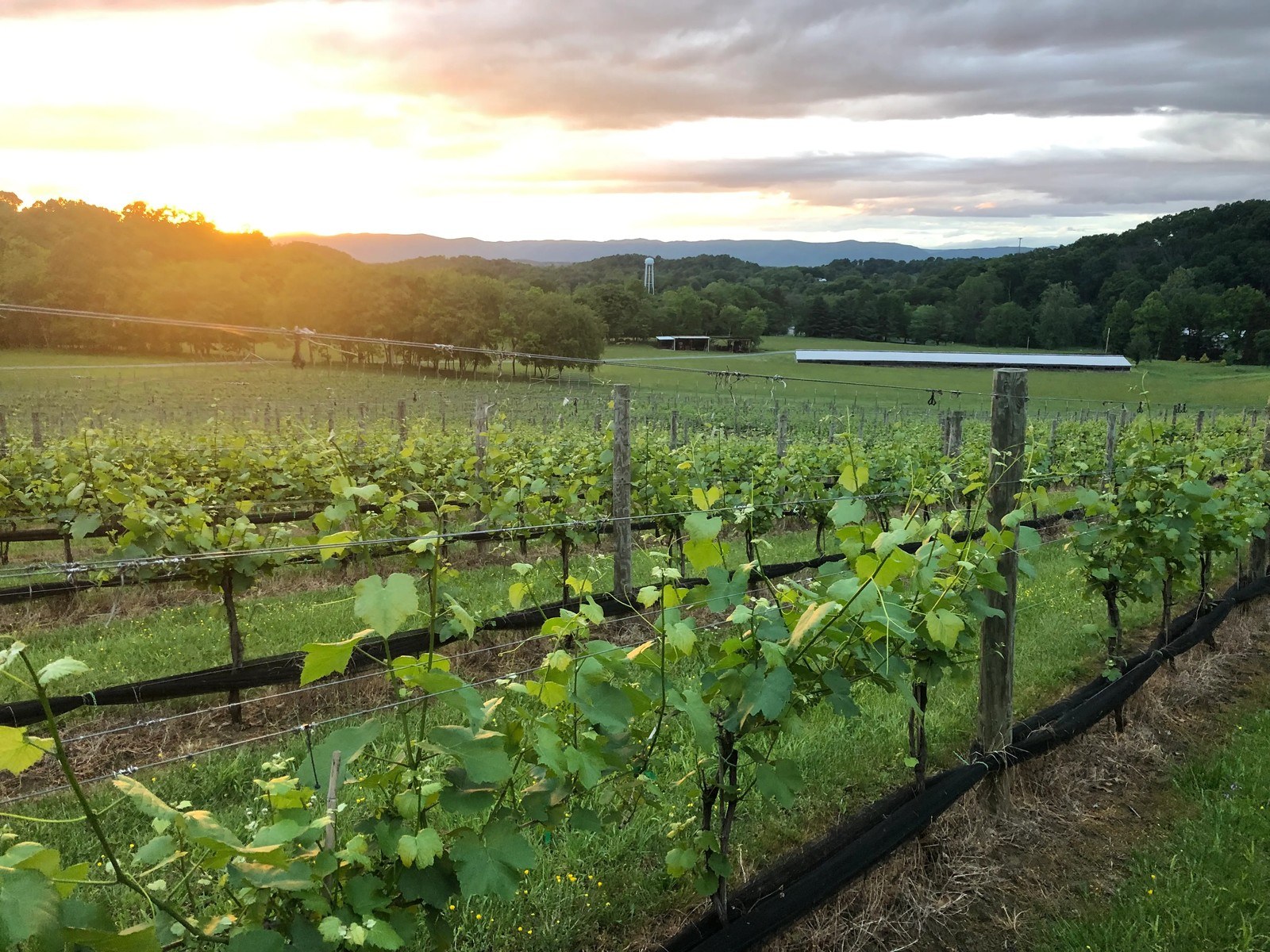 Stoney Brook Vineyards and Winery, LLC