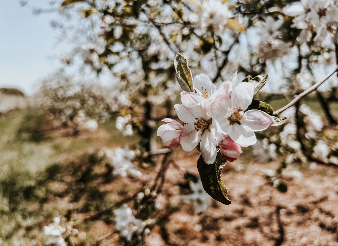 Flavor Fruit Farm