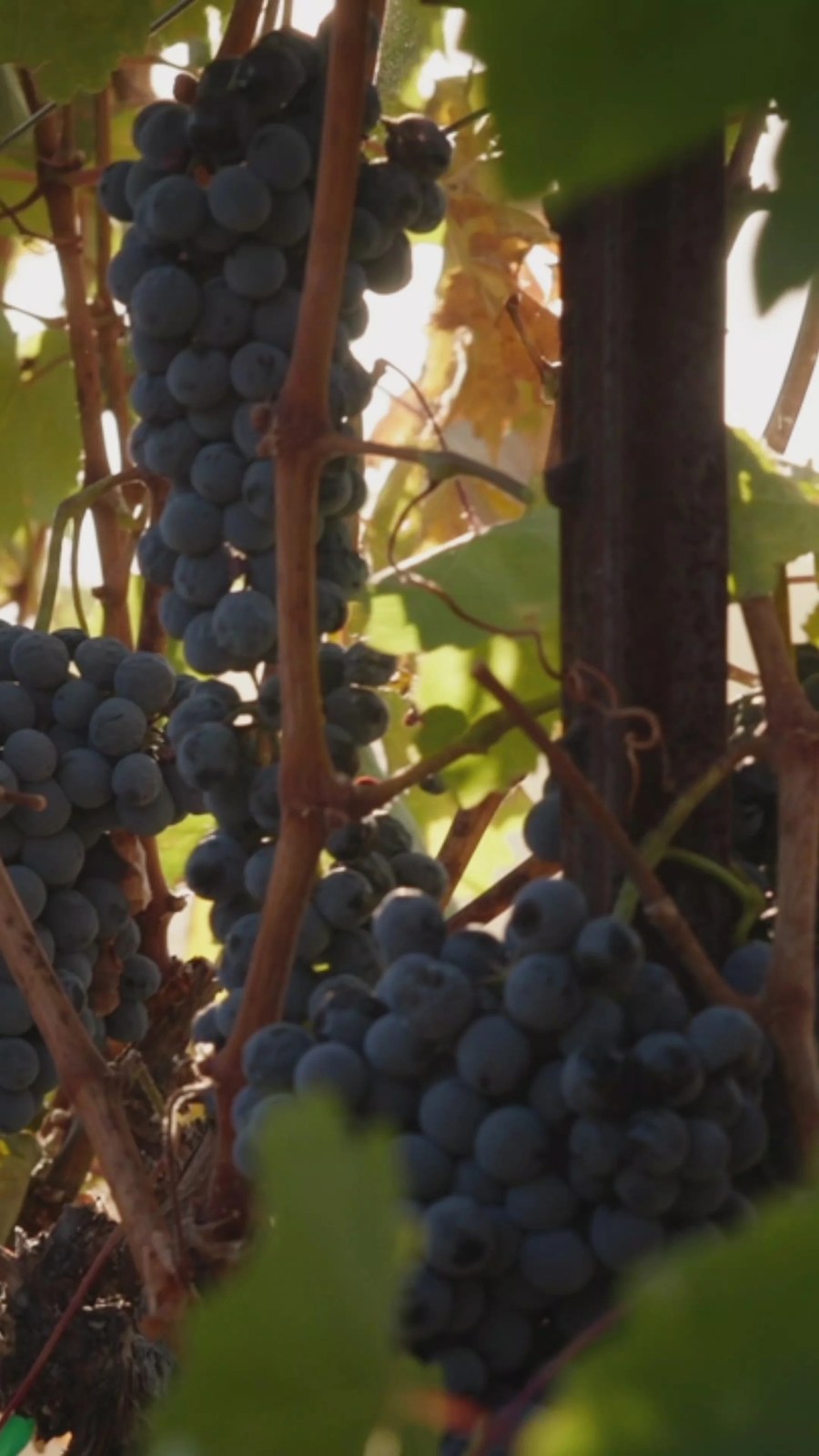 La Mesa Vineyards
