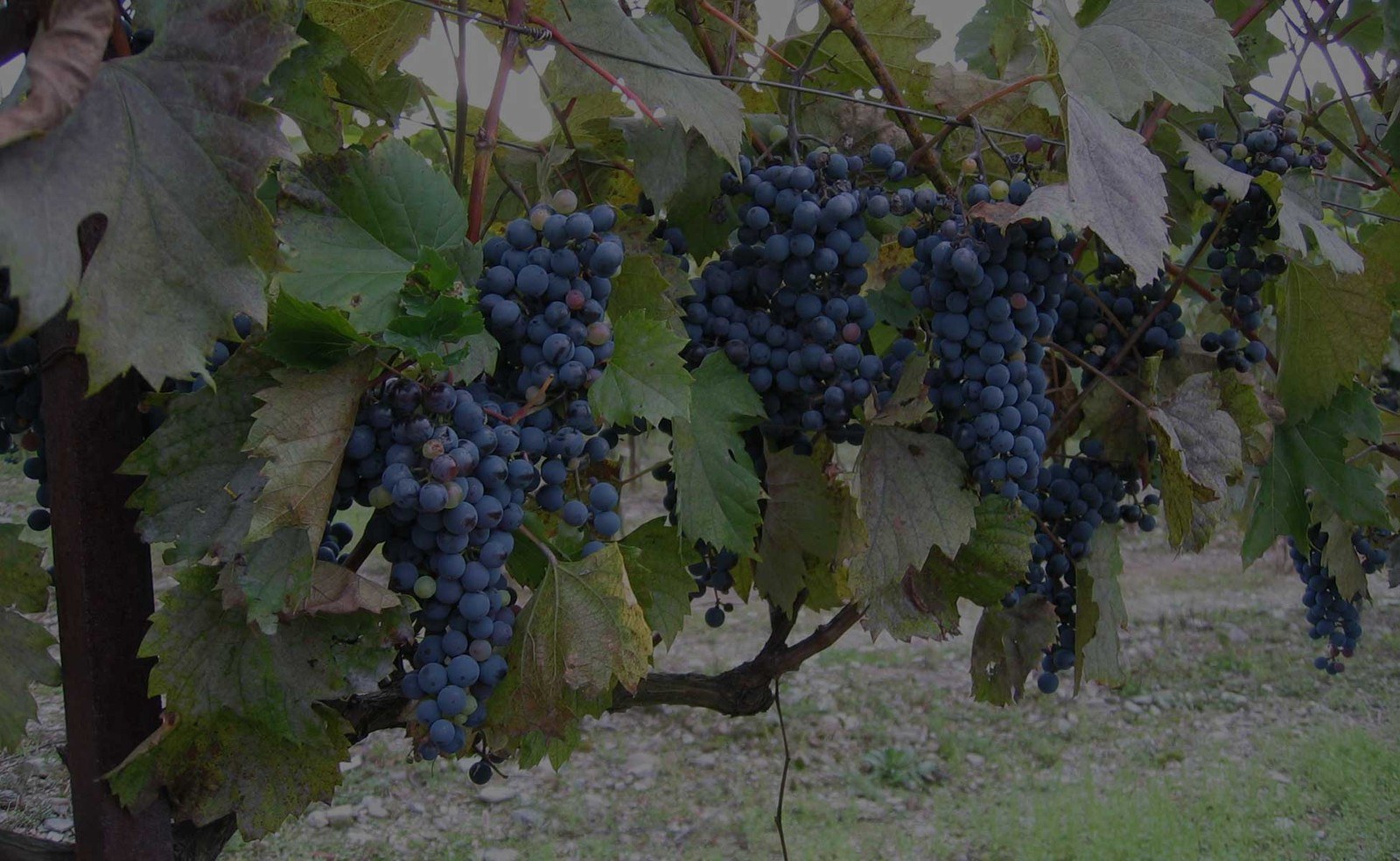 Demarest Hill Winery, Inc.