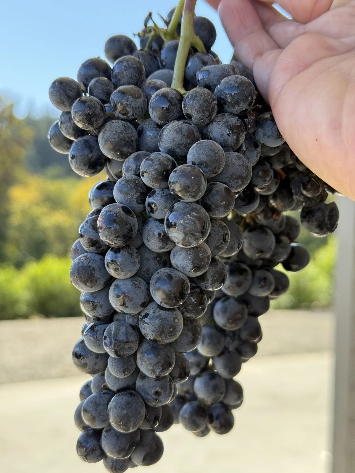 J Rallison Cellars