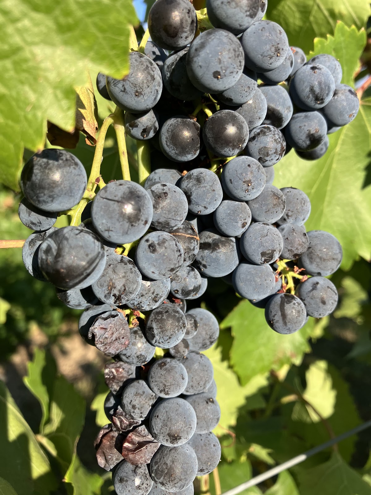 Victory View Vineyard