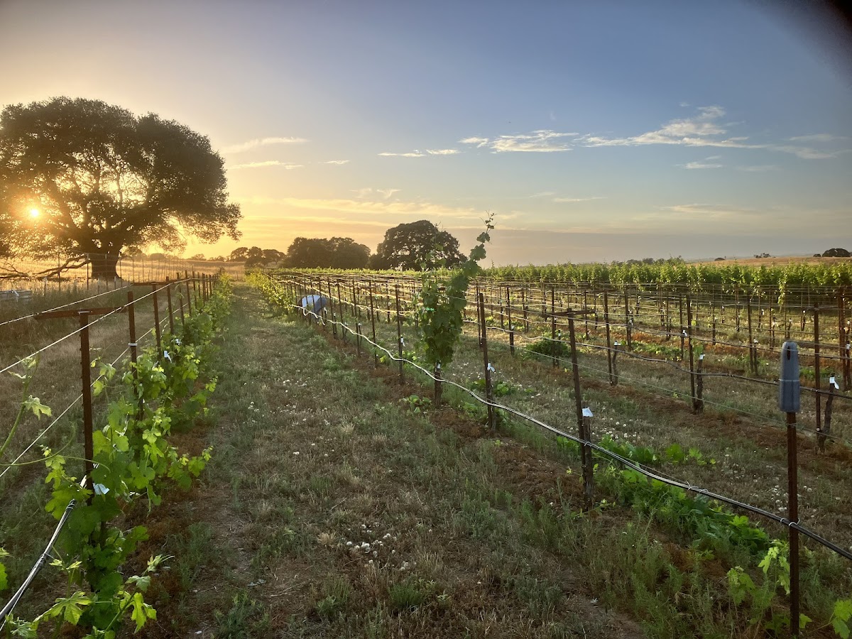 Villegas Family Vineyard