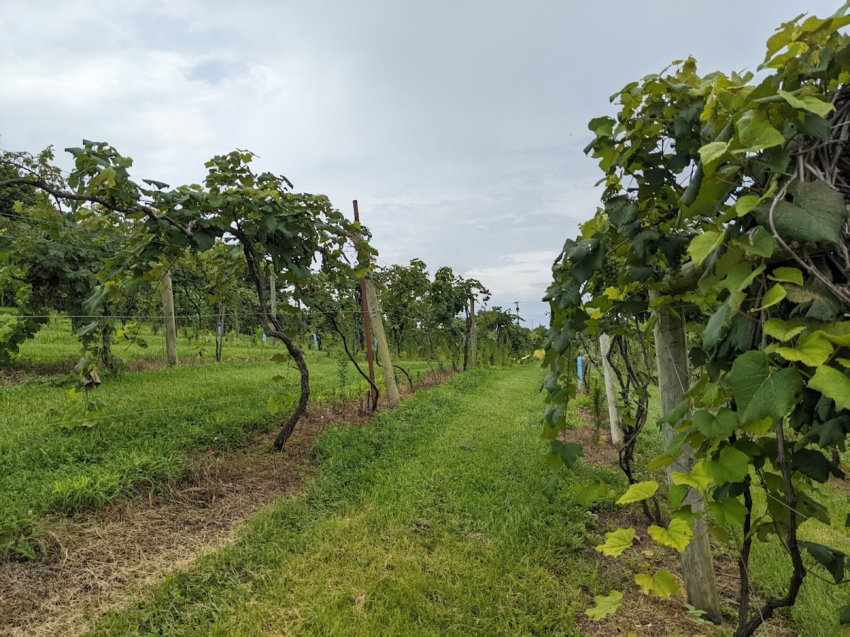 Vincent's Vineyard