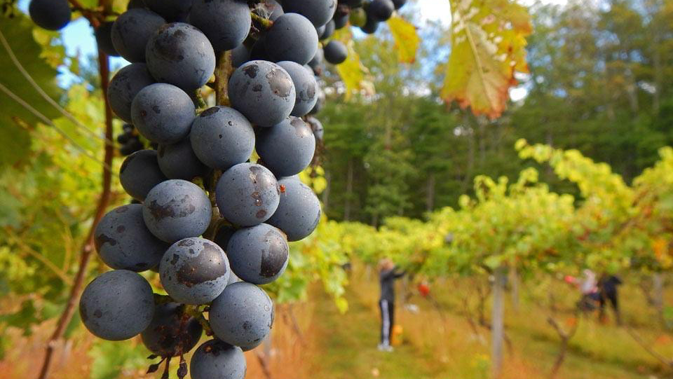 Vineyard Hill Cellars