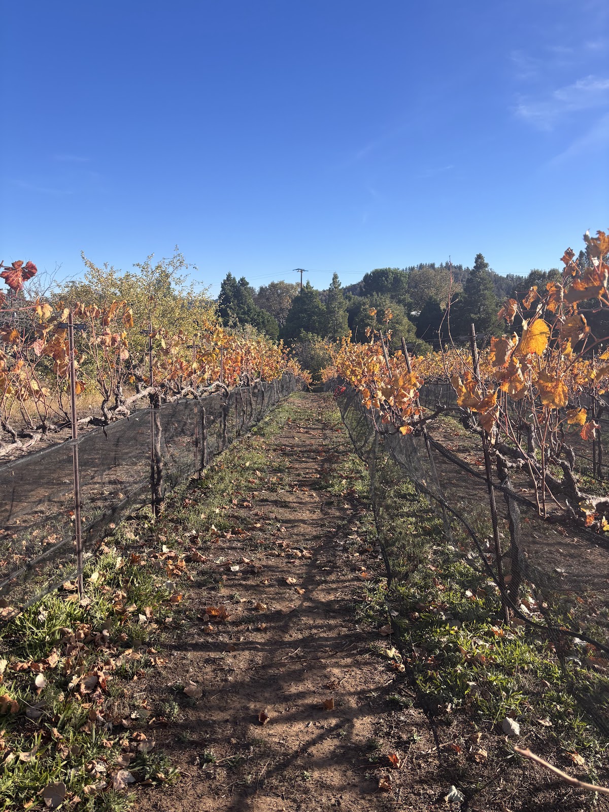 Volcan Mountain Winery