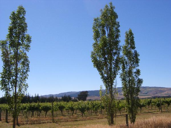 Waipara River Estate