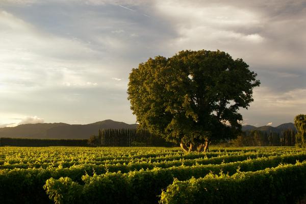 Walnut Block Wines