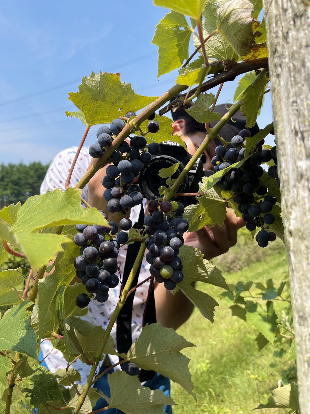 Waterman Winery and Vineyards,  Inc.