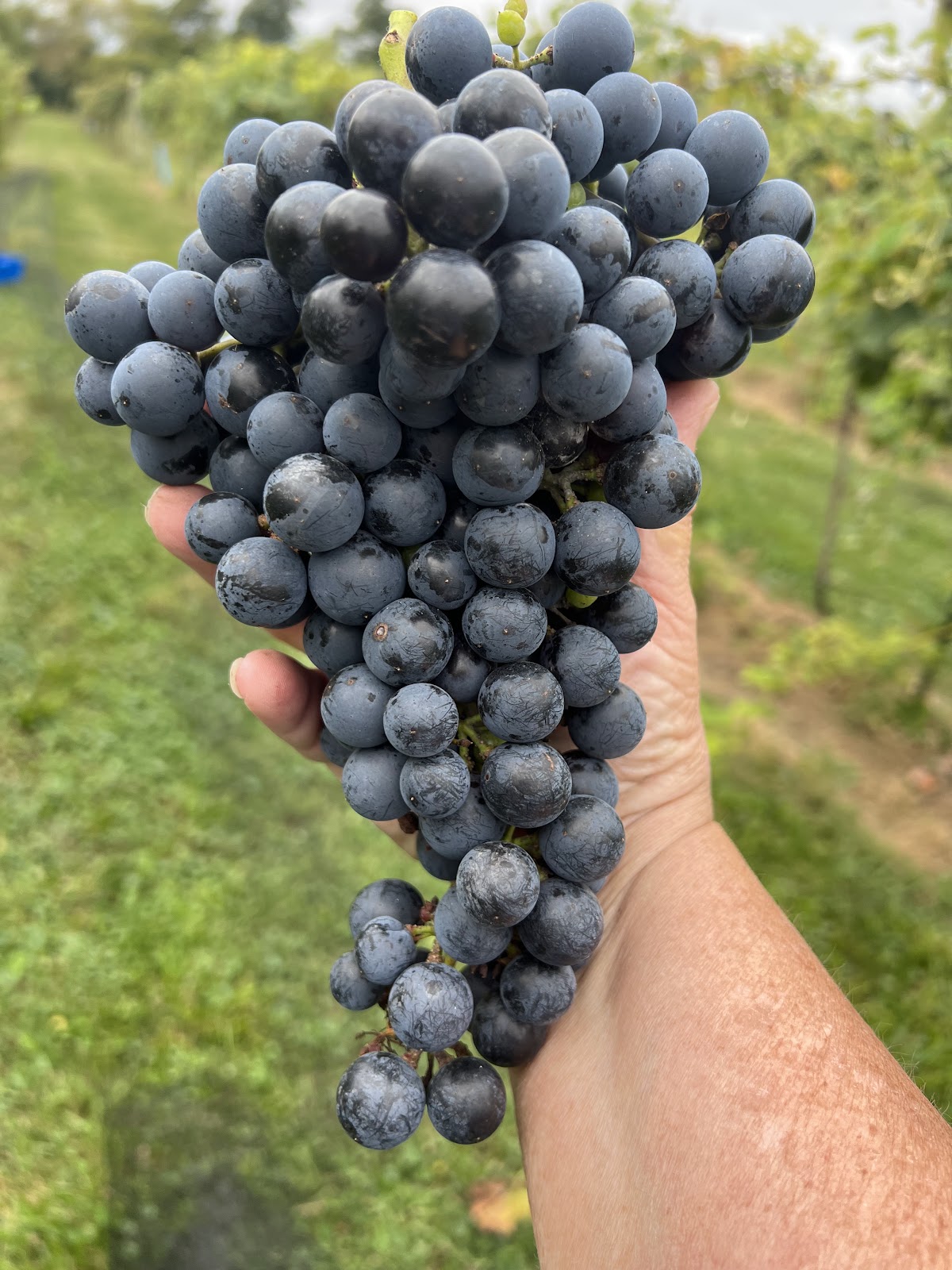White Barn Vineyard