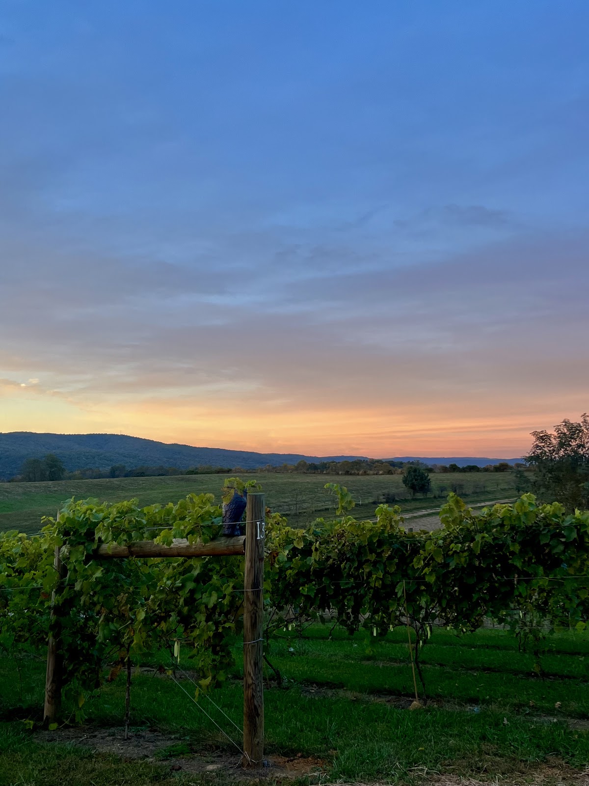 White Dog Vineyard
