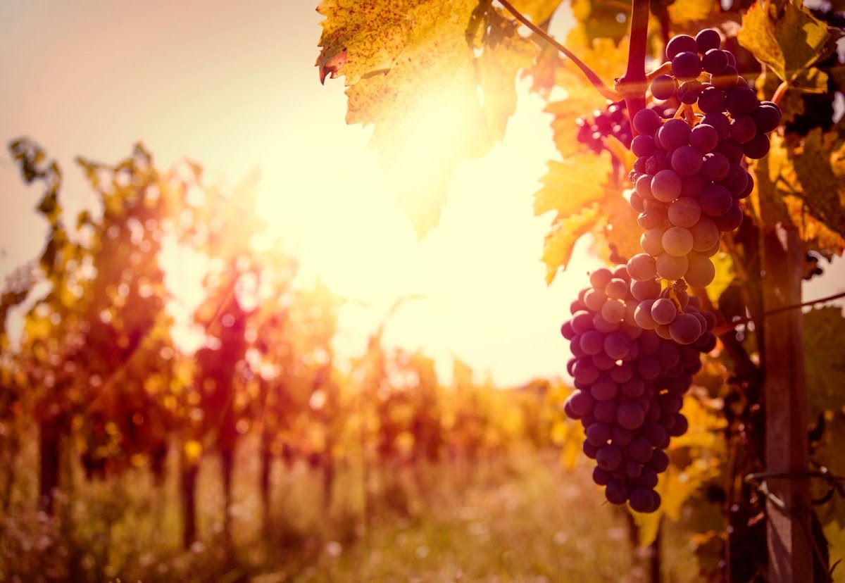 Wild Hills Winery