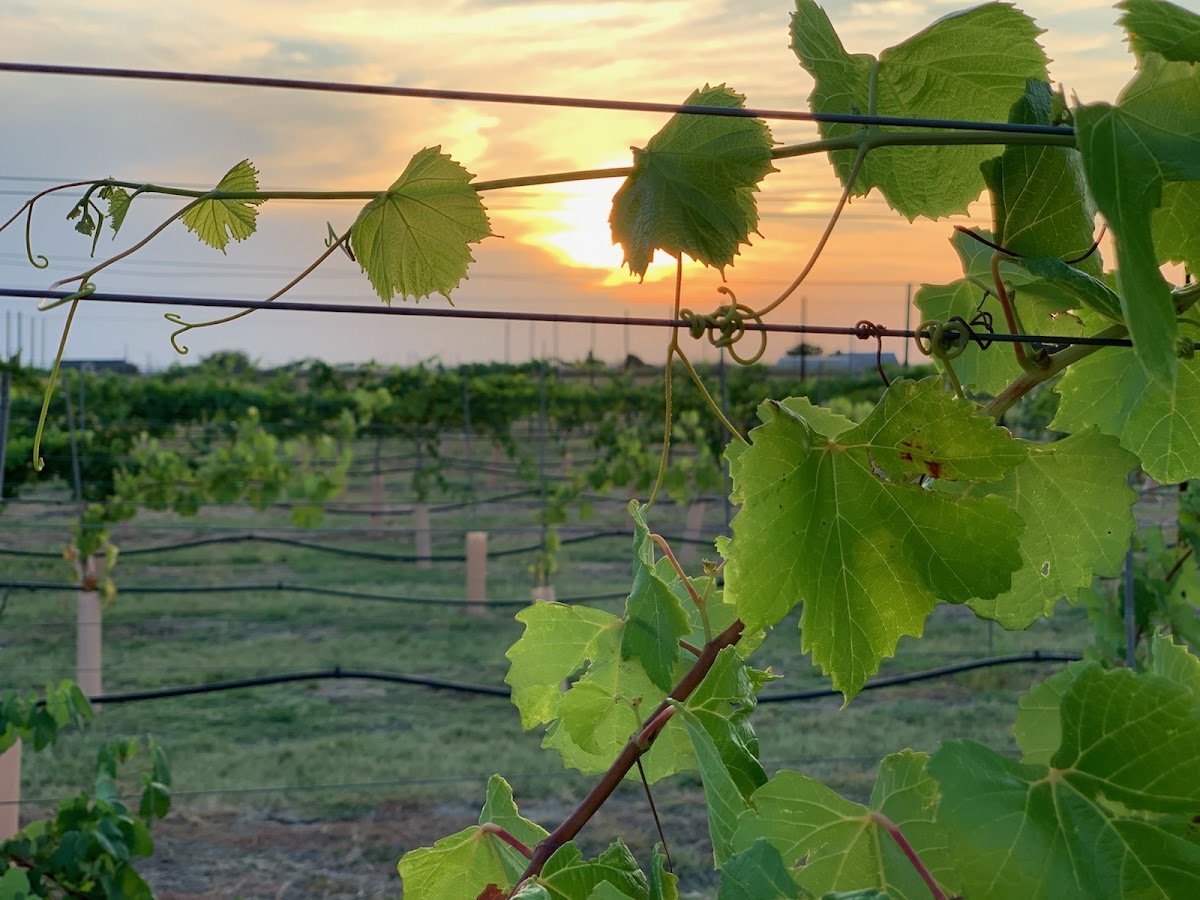 Wintergrass Vineyard and Winery