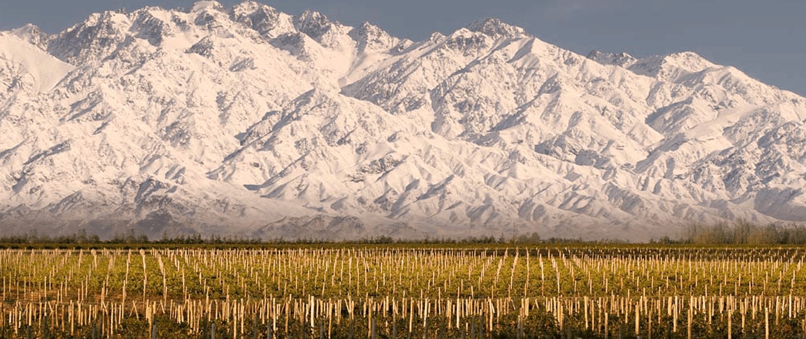 Paso a Paso Wines