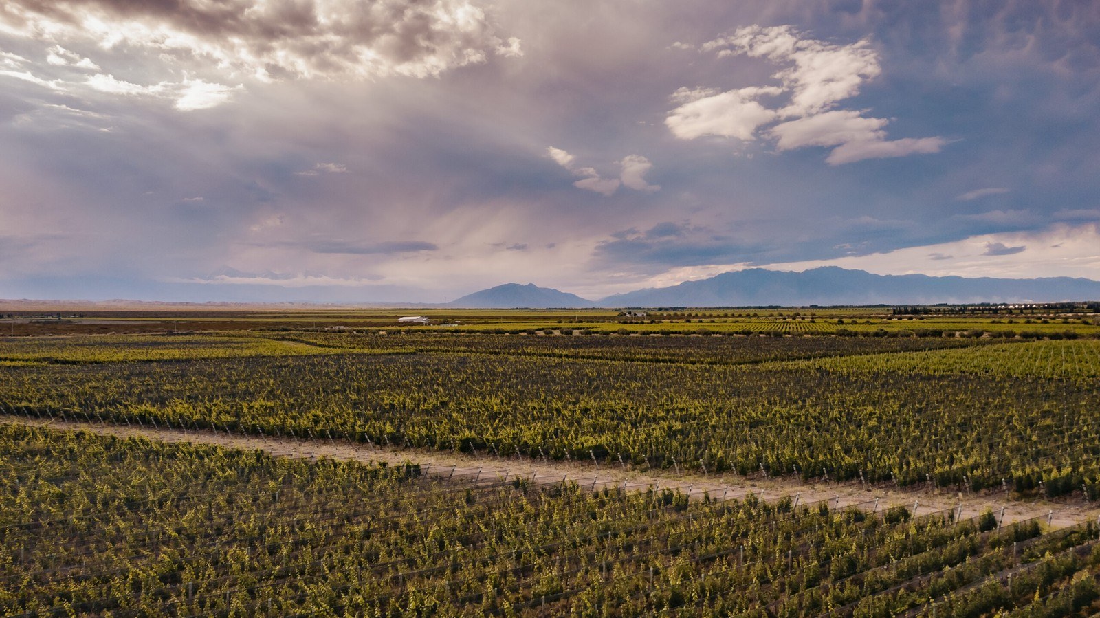 Vignes des Andes