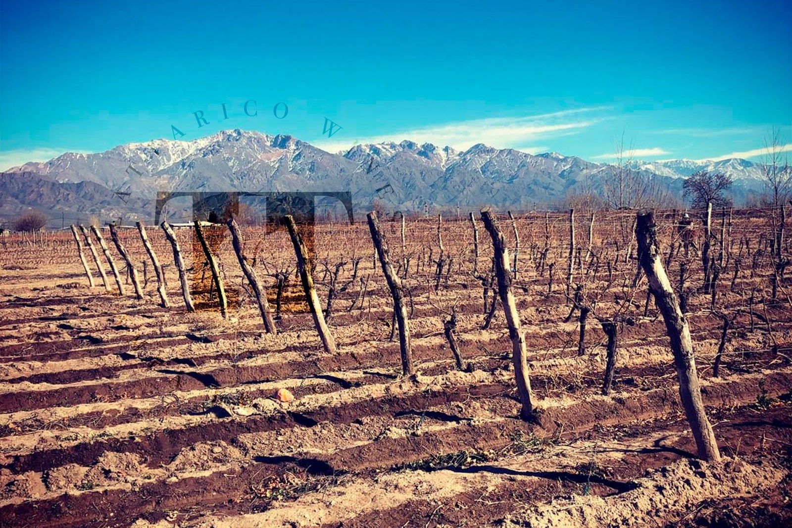 Lattarico Wines