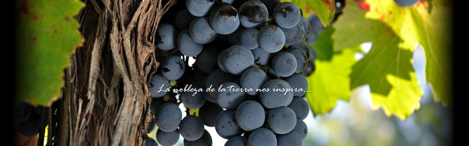 Bodega Argana