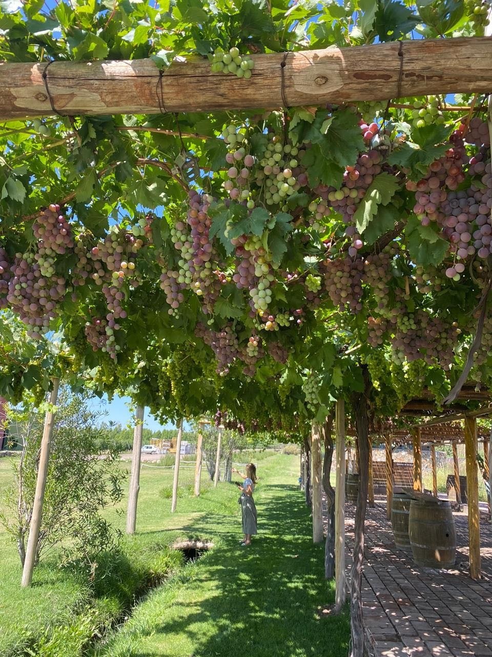Bodega y Viñedo Tikal Natural