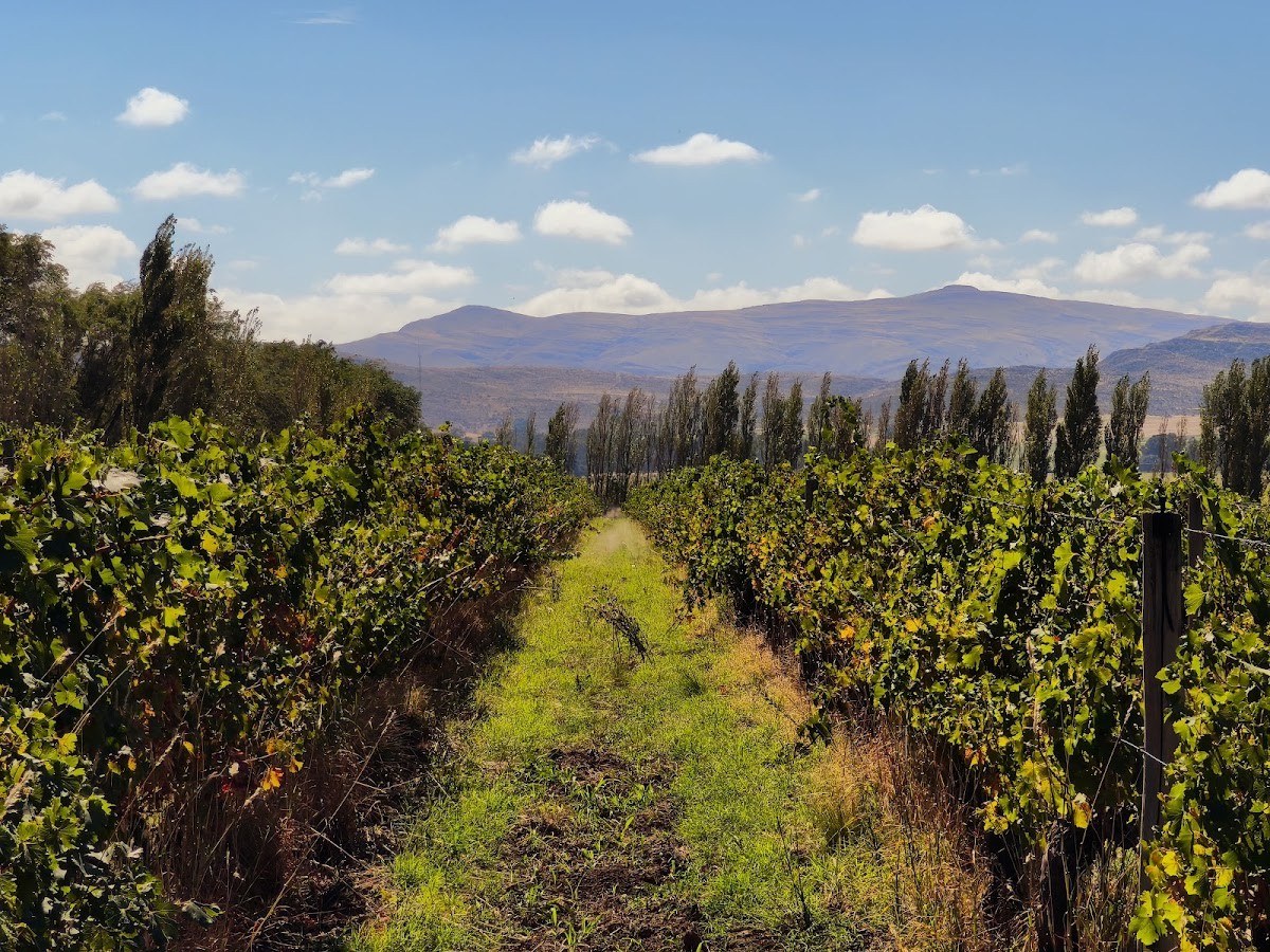 Bodega Saldungaray