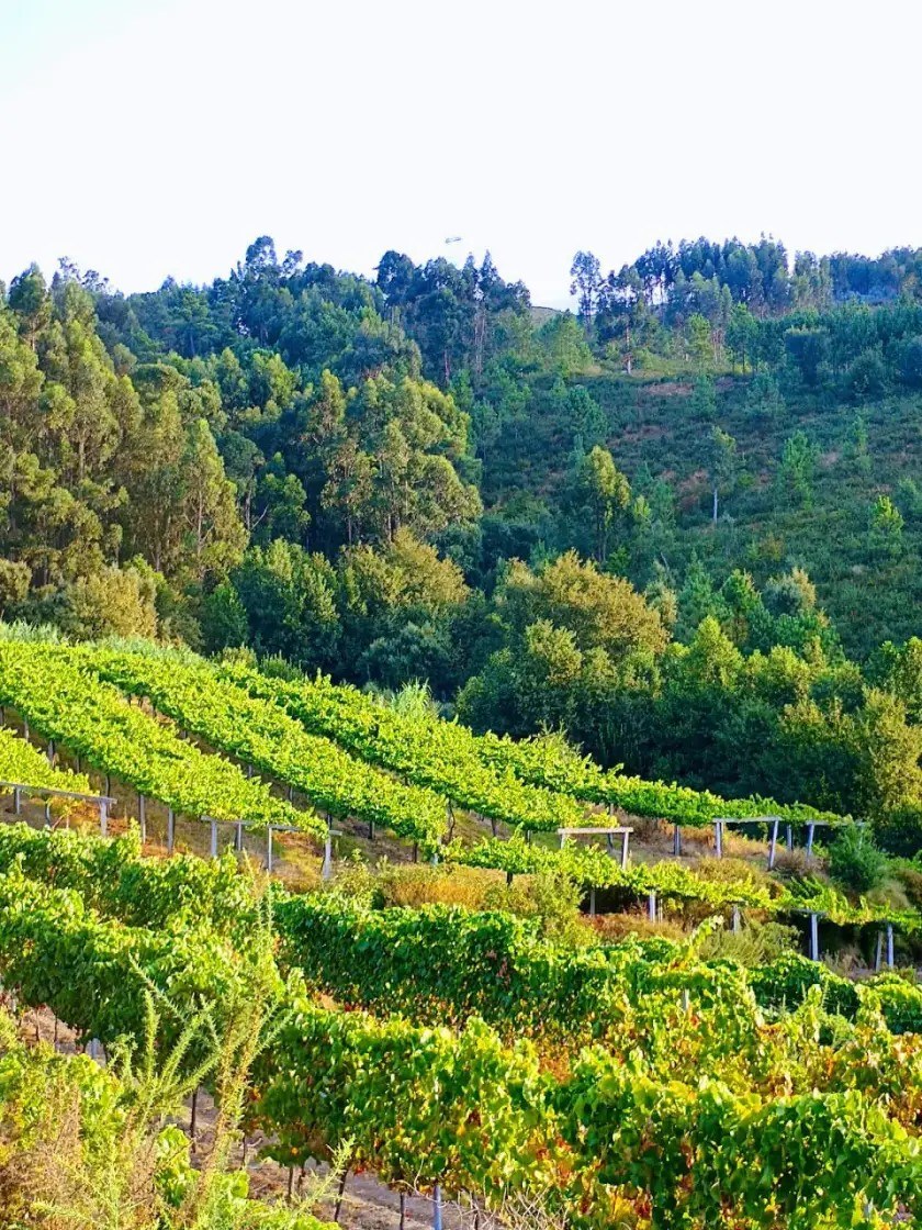 Vinos de La Luz