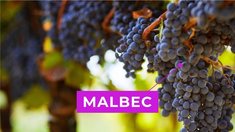 Cámara Argentina de Vinos A Granel