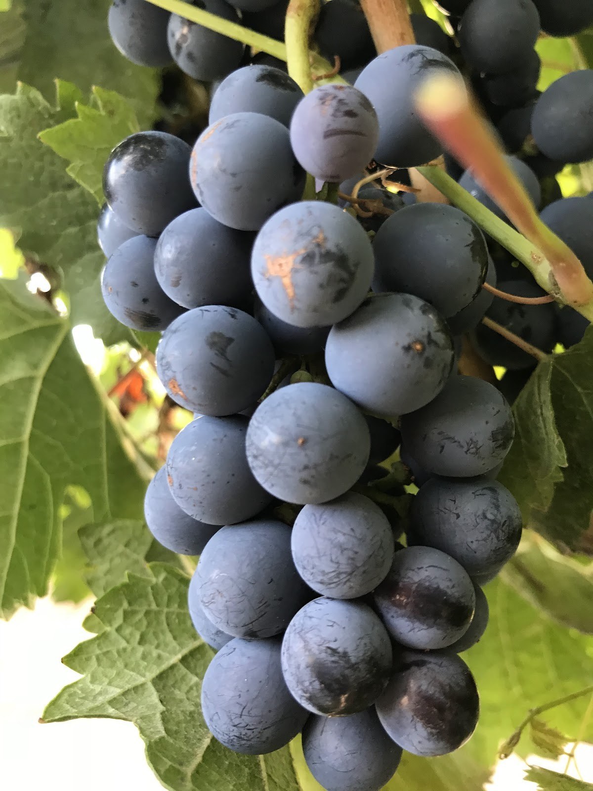 Biplano Wines