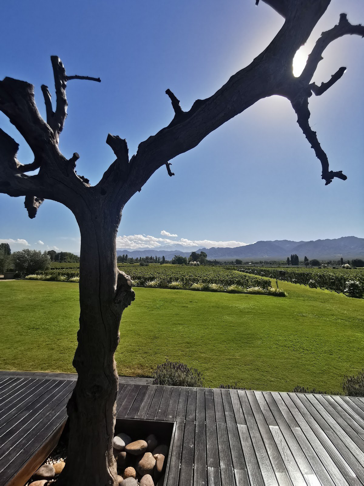 Cheval des Andes