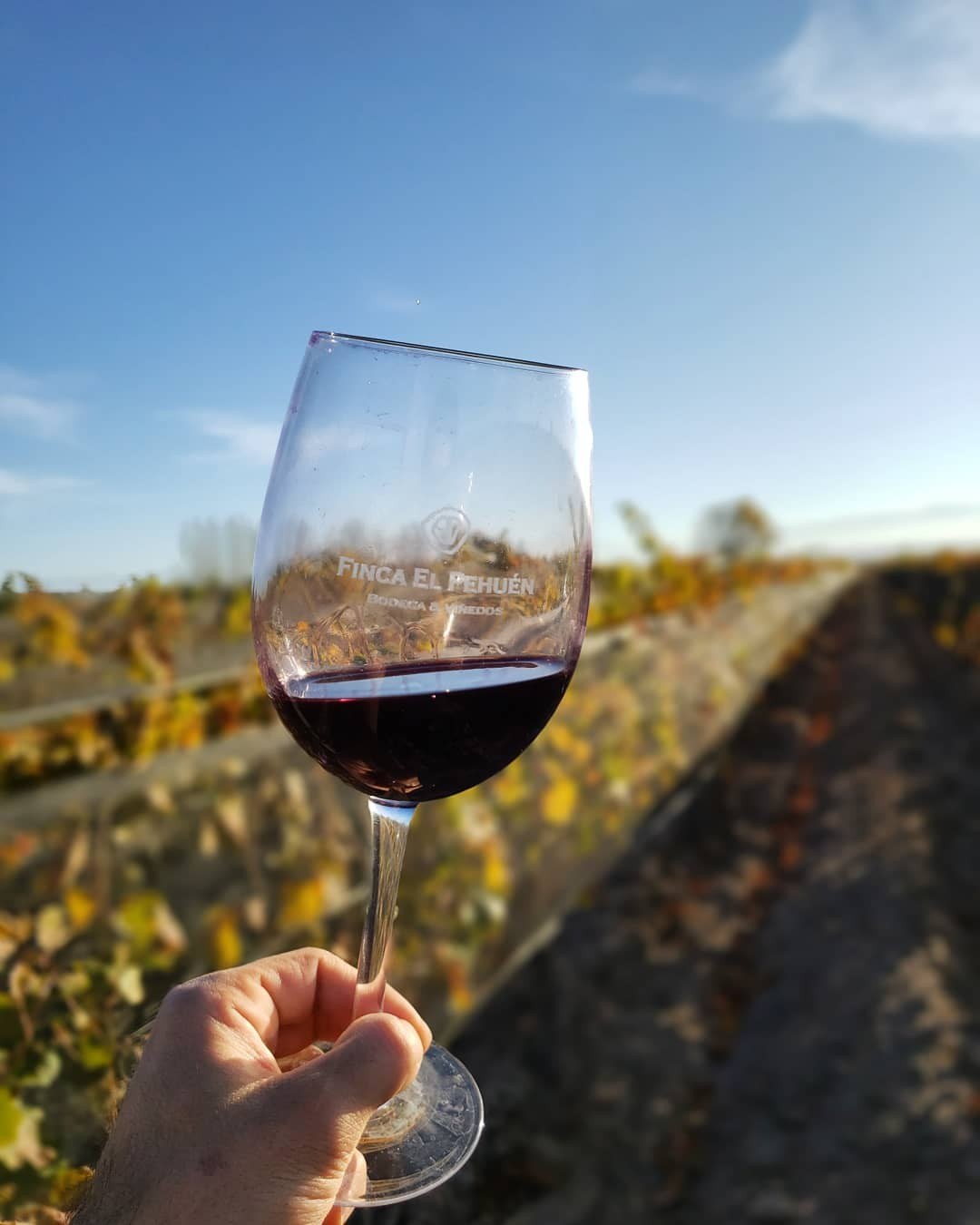 Finca el Pehuén Bodega & Viñedos