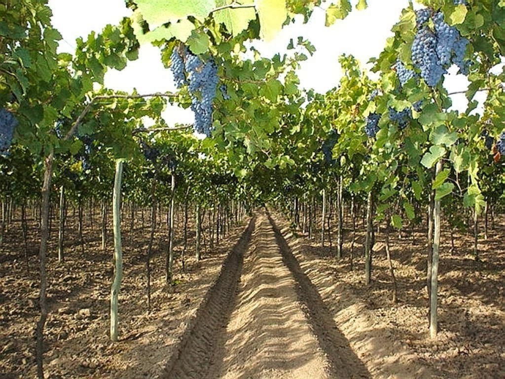 Carbonero Wines