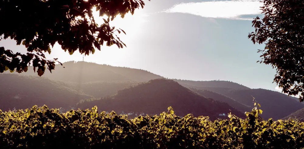 Weinbiet Manufaktur eG