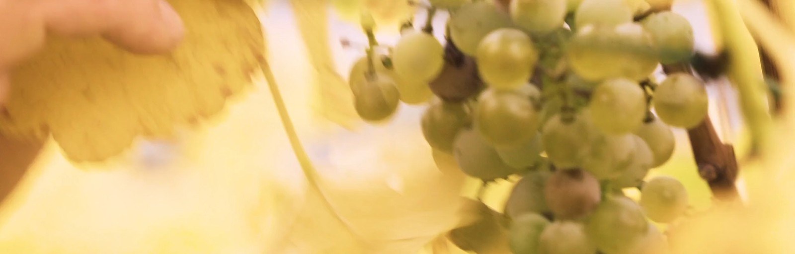 Weingut Wolfgang Klopfer
