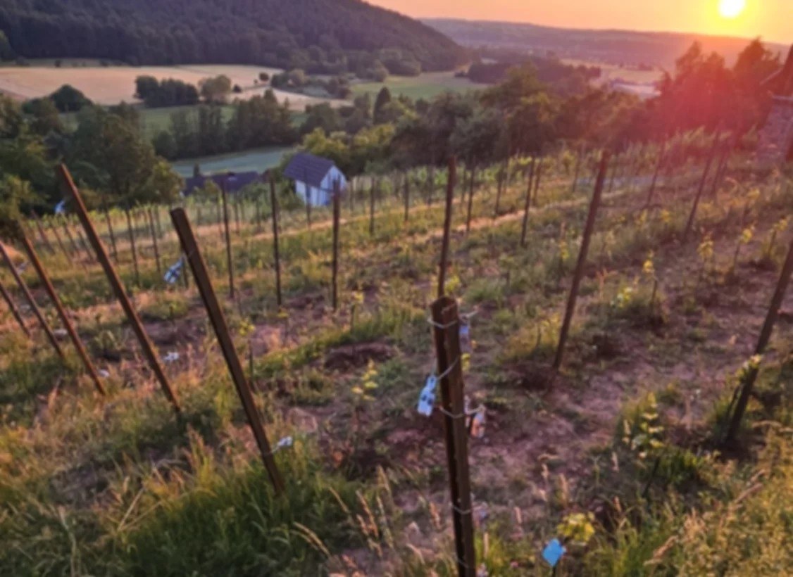 Weinmanufaktur Till GbR
