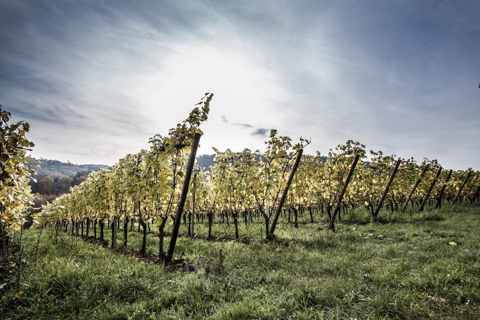 Weingut Giegerich eGbR