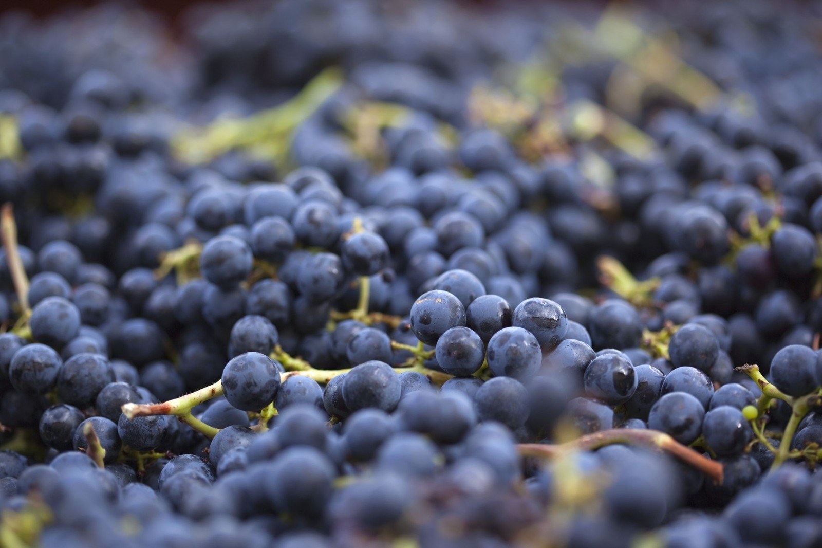 Weinkellerei Willi Trautwein