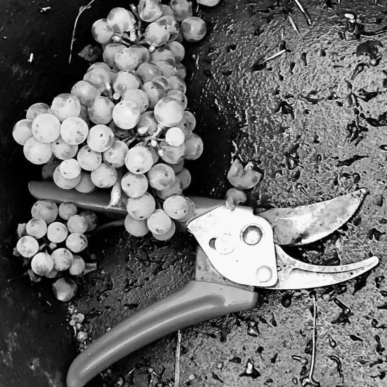Weingut Georg Heim