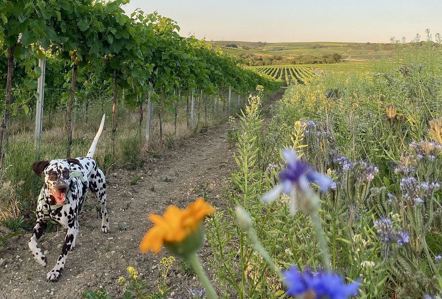 Weingut Grünler