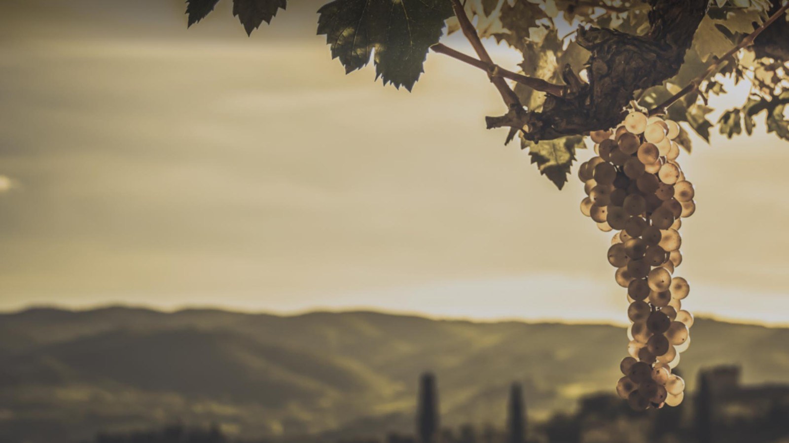 Weingut Gernert