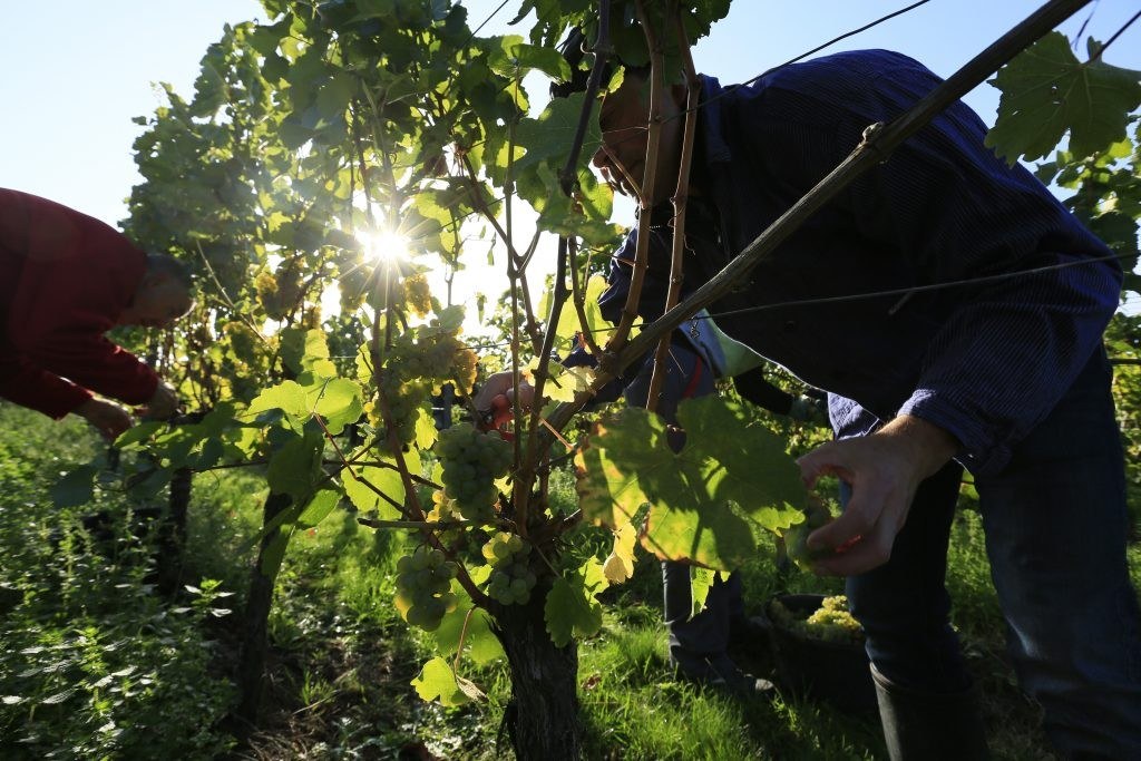 Weingut Russbach
