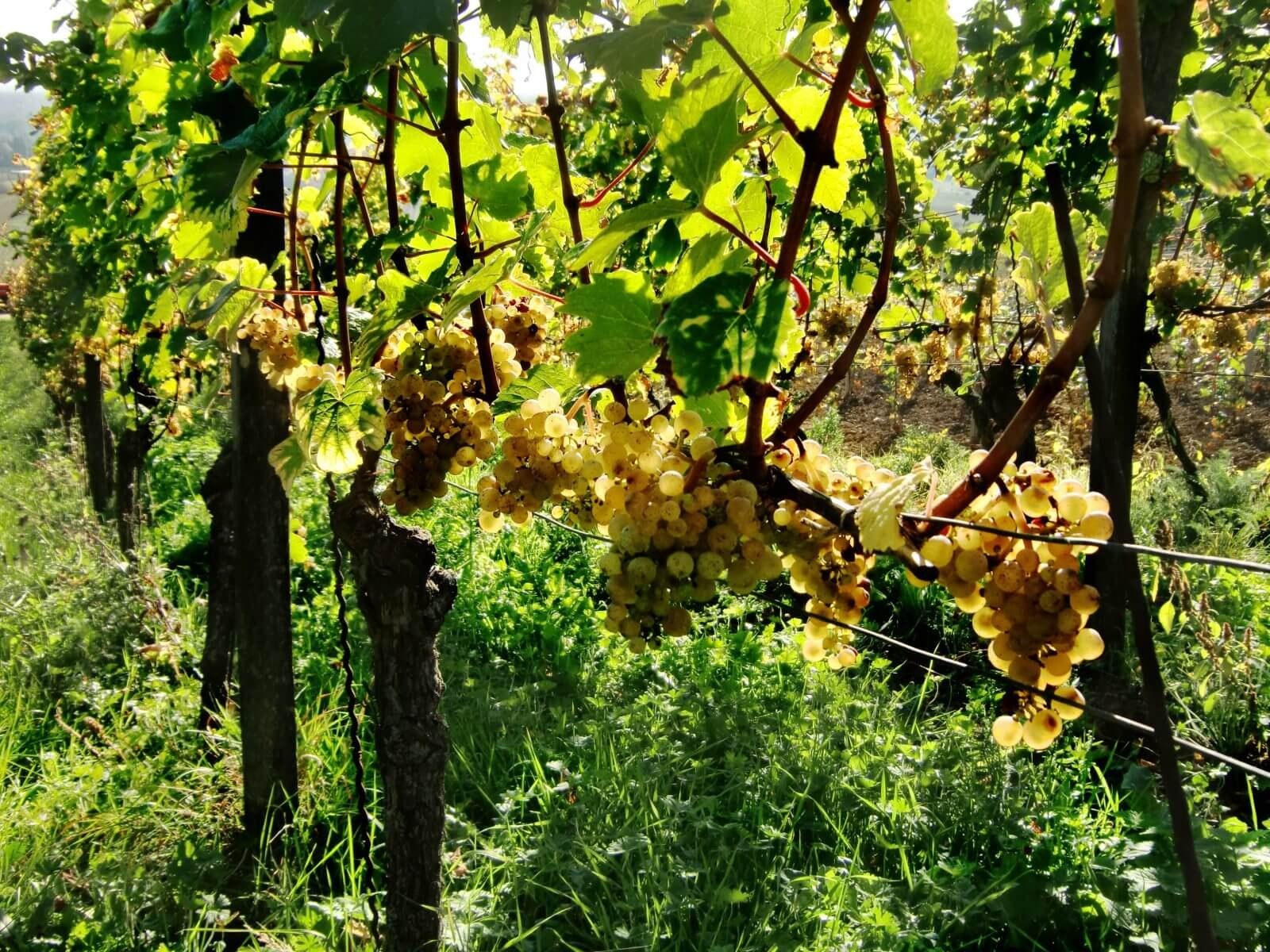 Weingut Brüder Dr. Becker