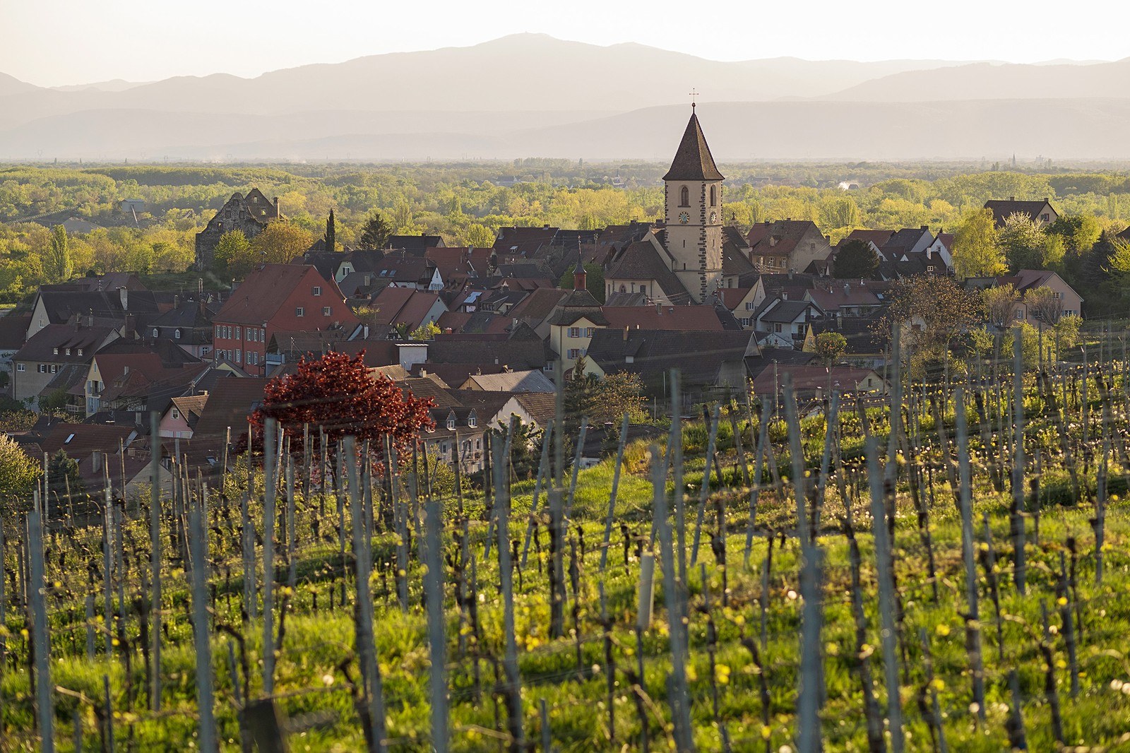 Weingut Bercher