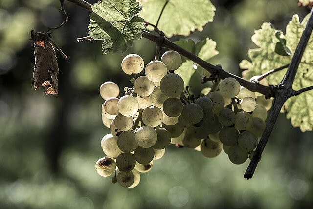 Weingut Idler