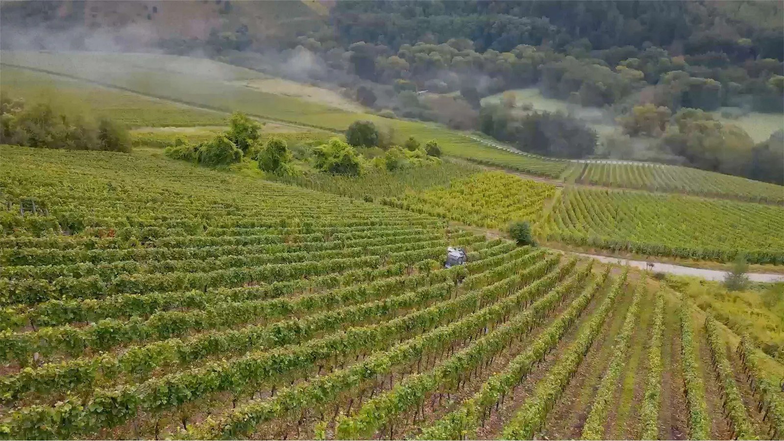 Weingut Wey