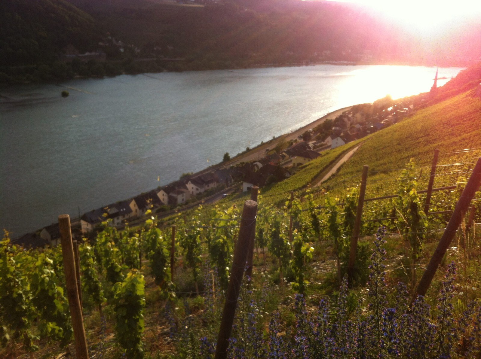 Weingut Weinpause