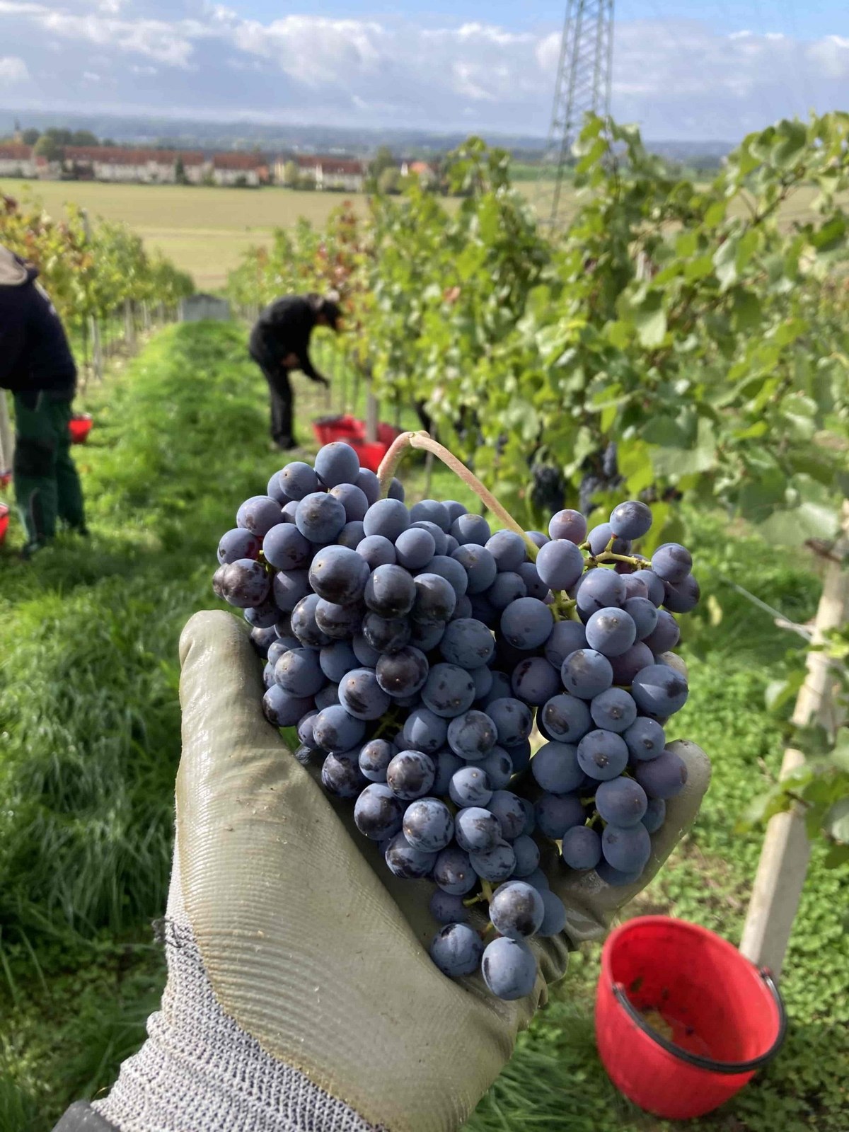 Weingut & Landwirtschaft Henke