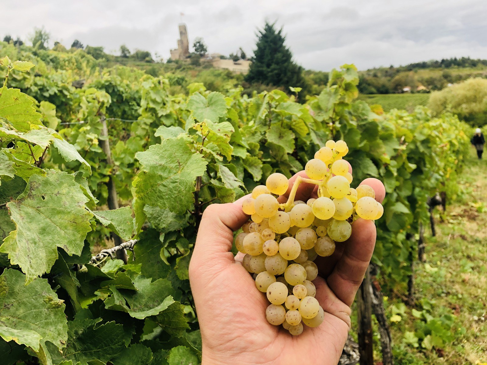 Weingut Peter