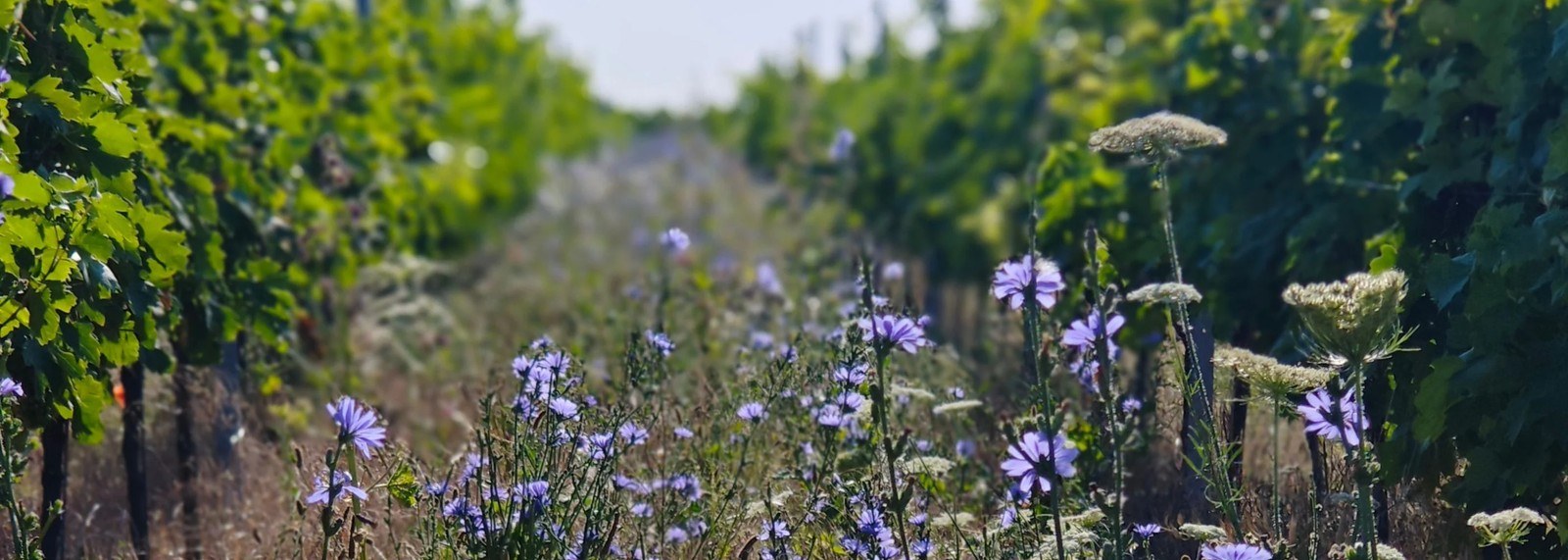 Weingut Habitat Weine eG