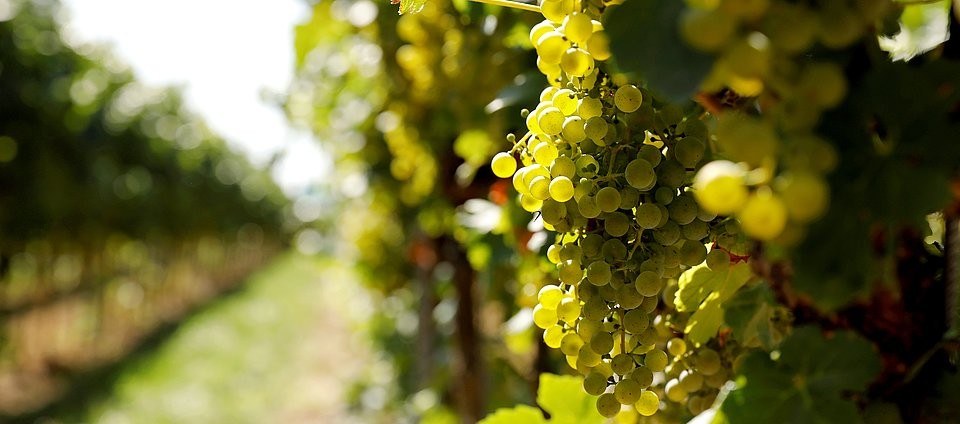 Weingut Edelhof Minges