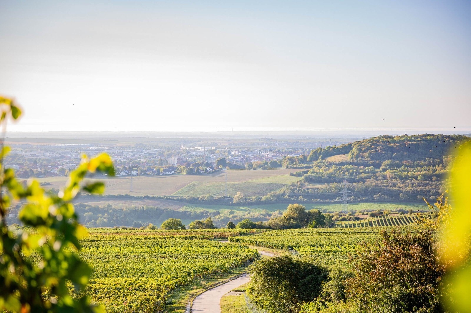 Weingut Trieb
