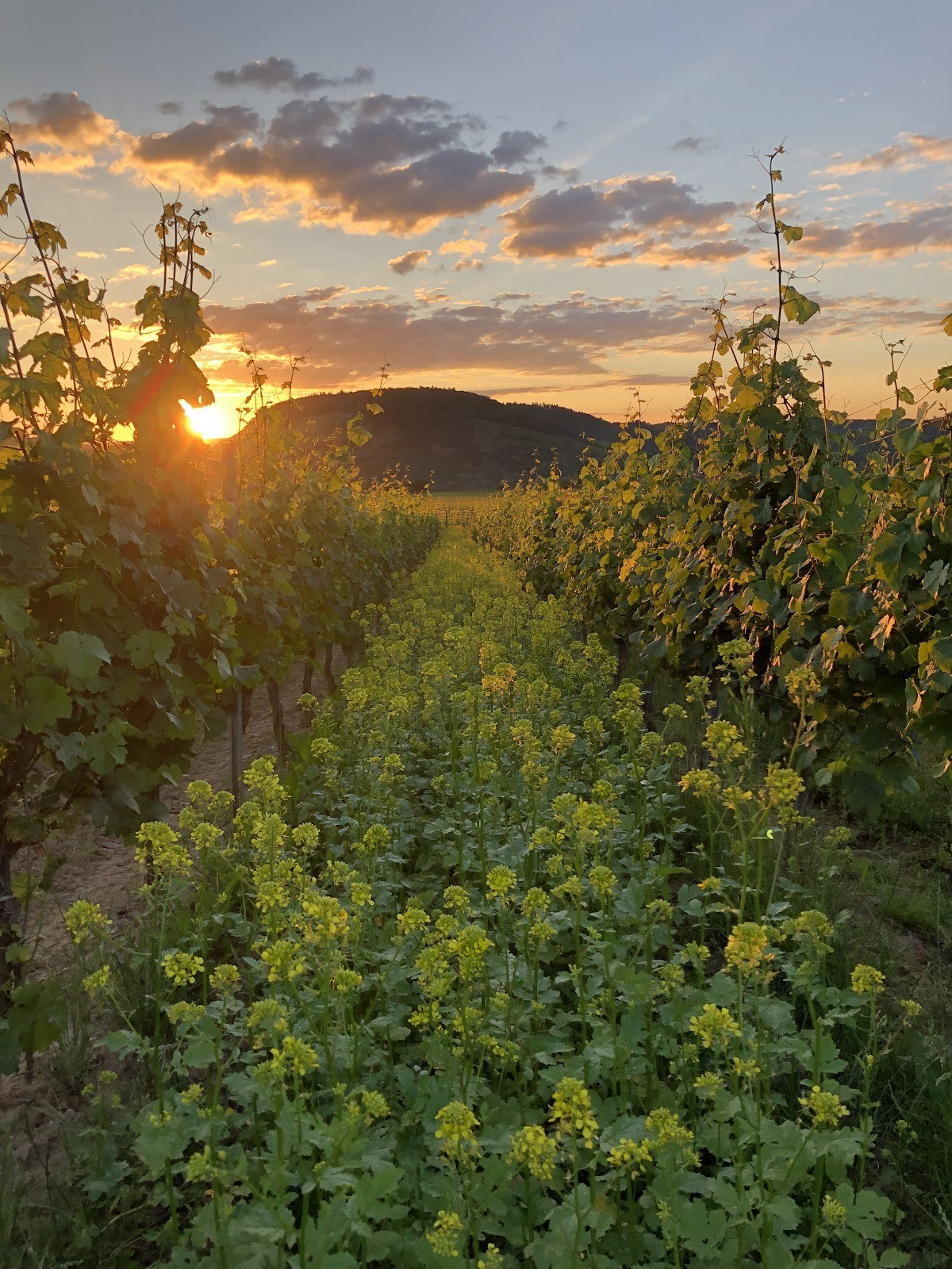 Weingut Scholtes Detzem